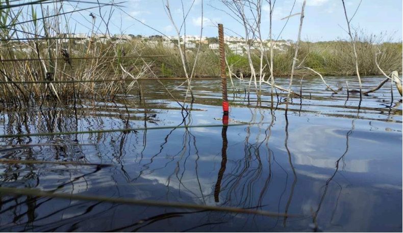 Recursos Hídrics buida la zona humida de Son Bou per evitar l'eutrofització de l'aigua