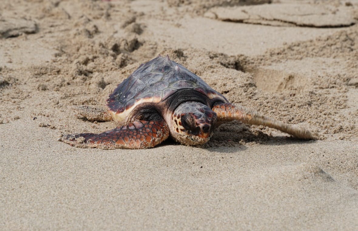 Arriba l'època de nidificació de la tortuga marina i, amb ella, la campanya per no molestar-les