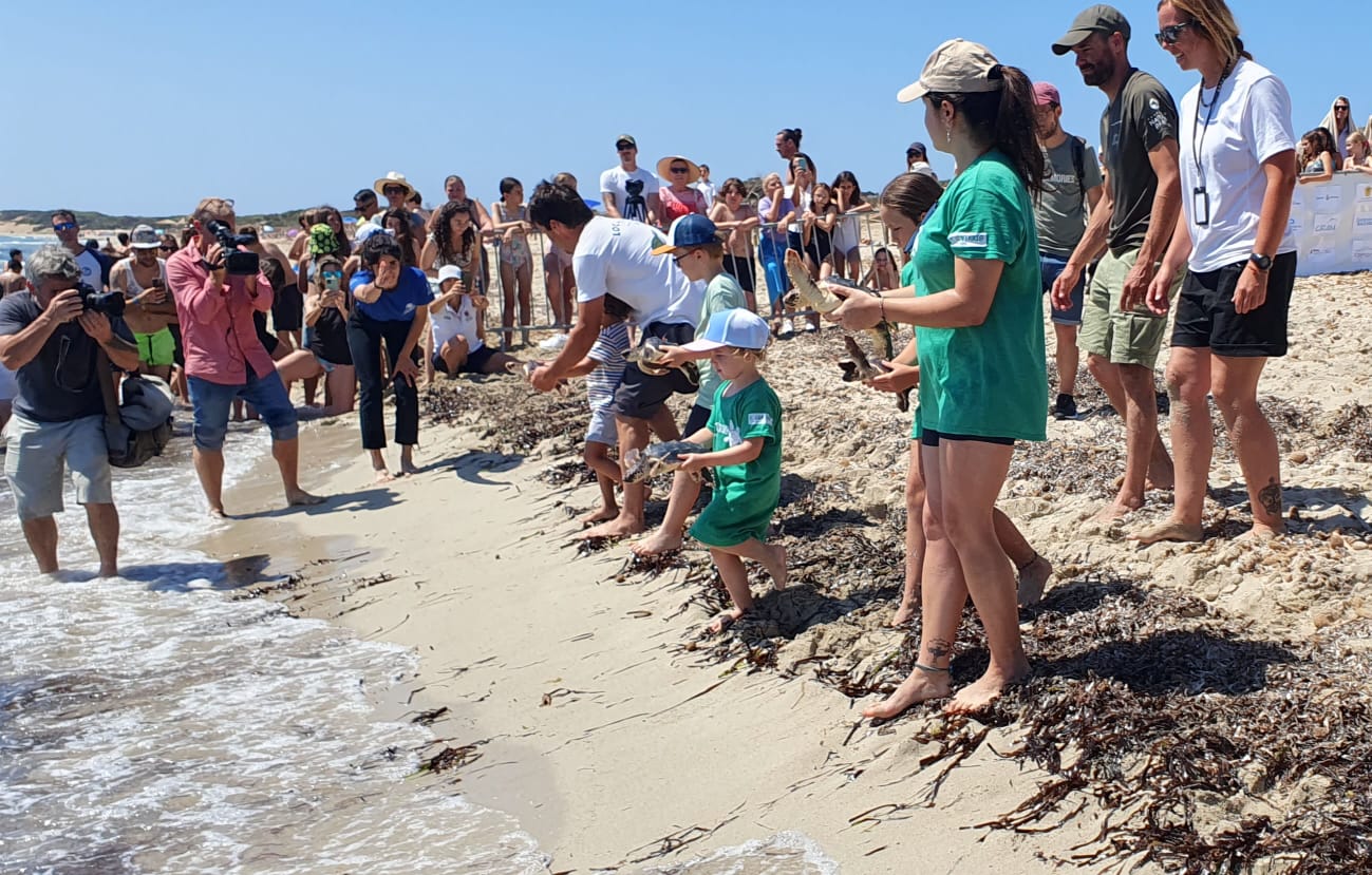 A la mar 74 de les tortugues nascudes a les platges d'Eivissa