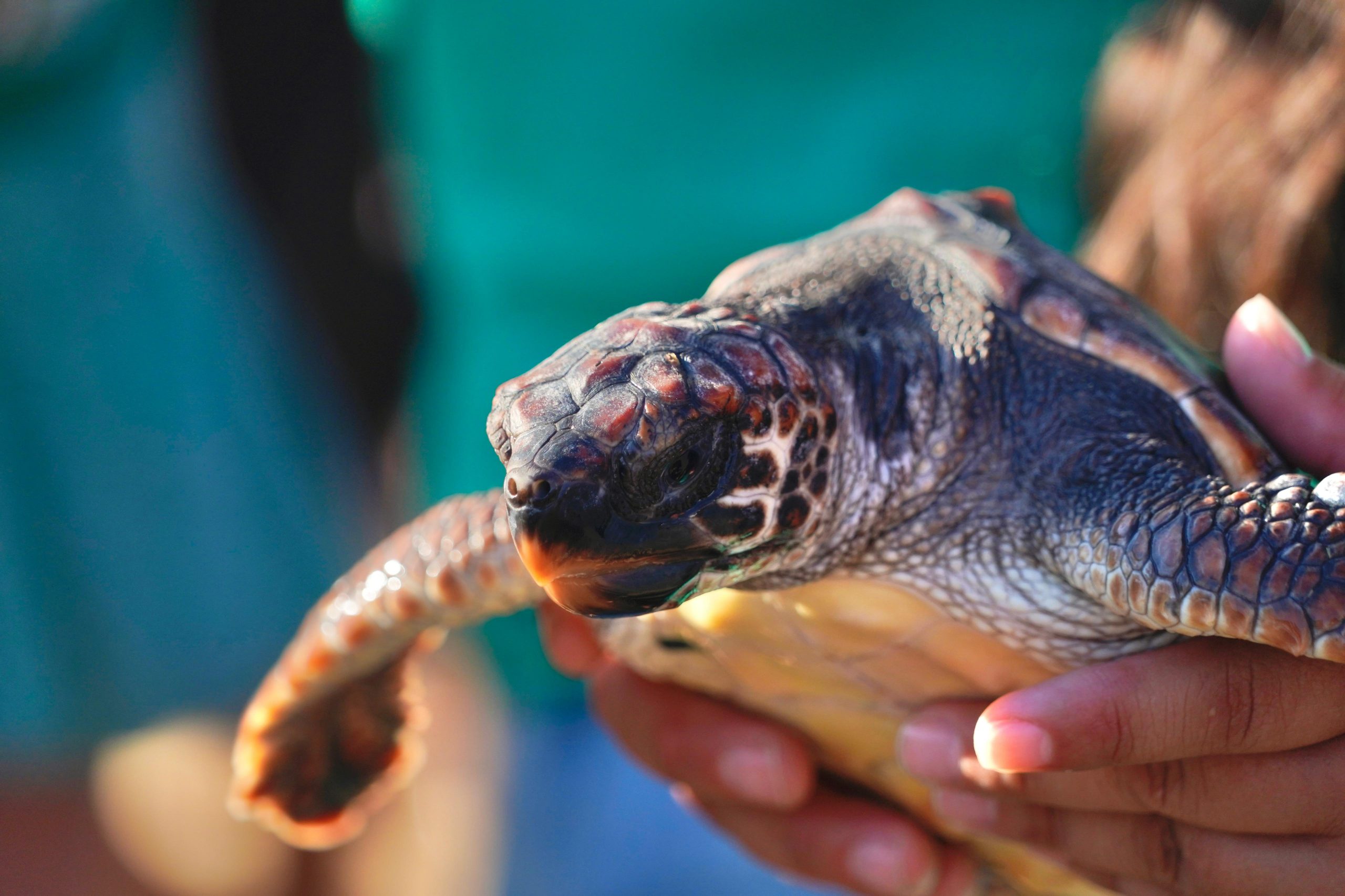 Les tortugues marines nascudes l'estiu passat a Can Pere Antoni i Cala Millor tornen a la mar
