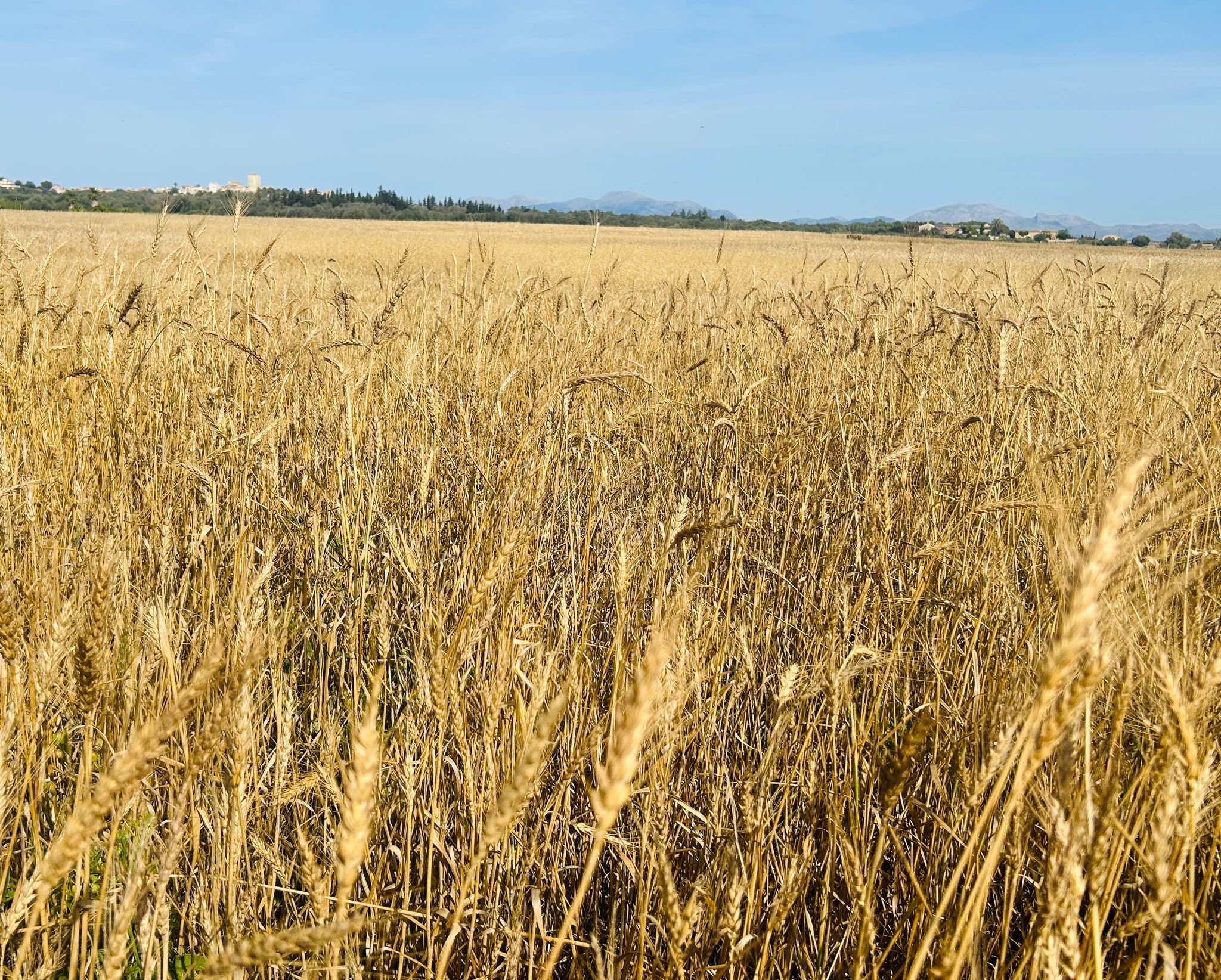 Drama en el sector cerealístic mallorquí: la sequera provoca una reducció de la producció en un 60%