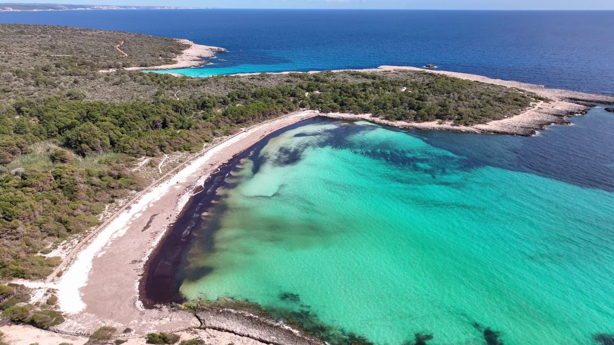 Menorca posa en marxa una campanya per sensibilitzar els banyistes sobre el valor de la posidònia