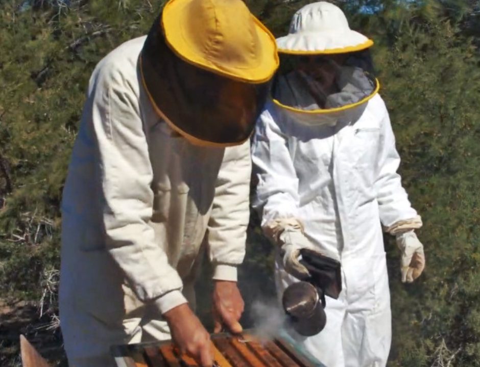 Ajudes als apicultors de Formentera per salvar els ruscs que encara queden a l’illa